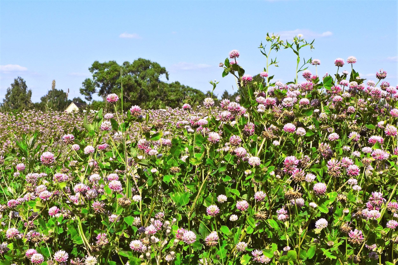 1500 ALSIKE CLOVER Trifolium Hybridum Pink & White Flower Legume Seeds *FlatShip