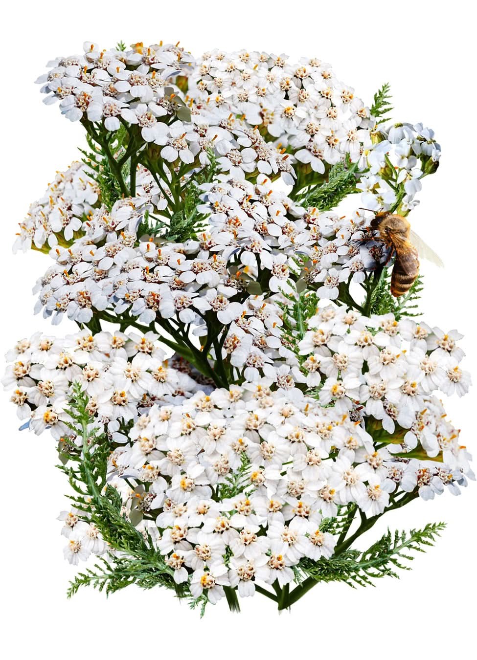 White Yarrow Seeds For Planting (Achillea millefolium)