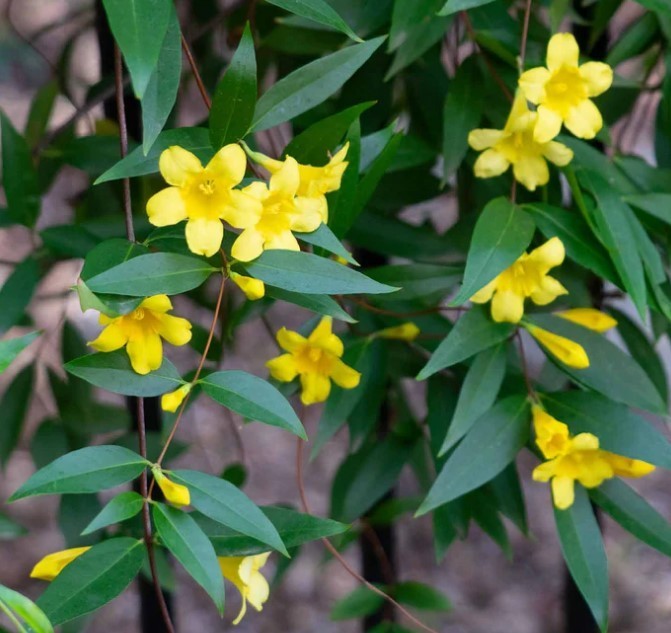 Yellow Jasmine – 25 Seeds – Gelsemium sempervirens | Carolina Jessamine | Flower