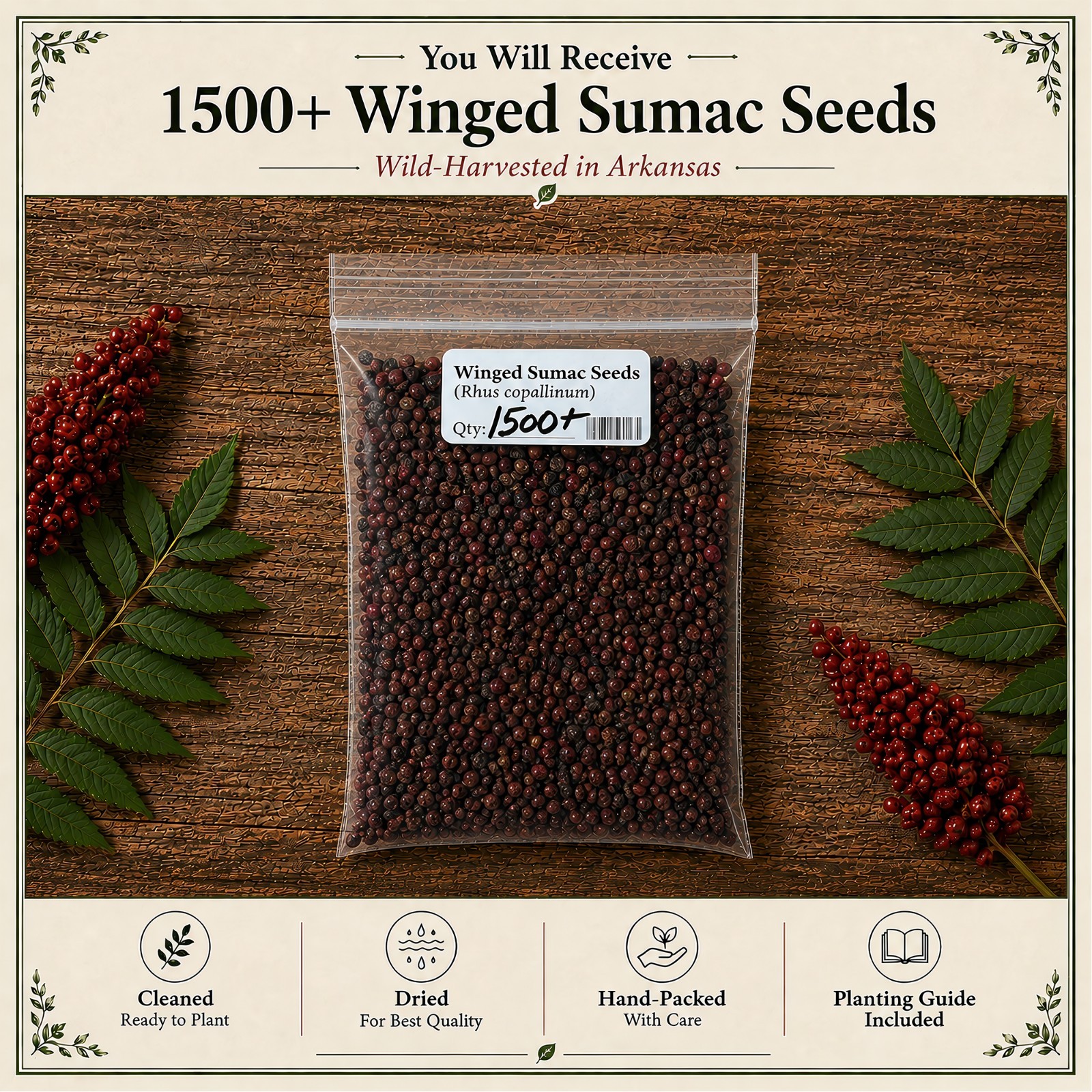 1500 Winged Sumac Tree Seeds Rhus copallinum – Fall Color & Wildlife – Zones 4-9