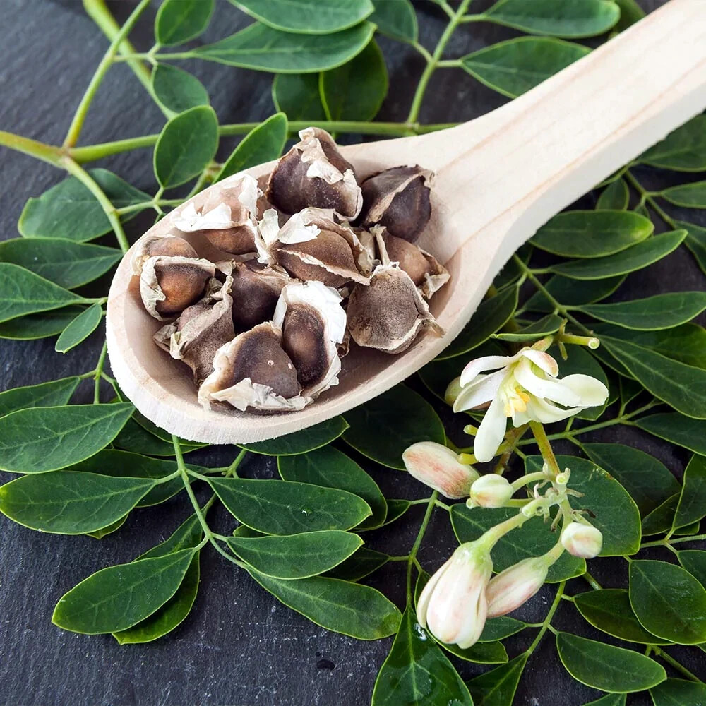 20 FRESH Moringa Oleifera Tree Seeds for Planting Organic NON-GMO Fast Growing