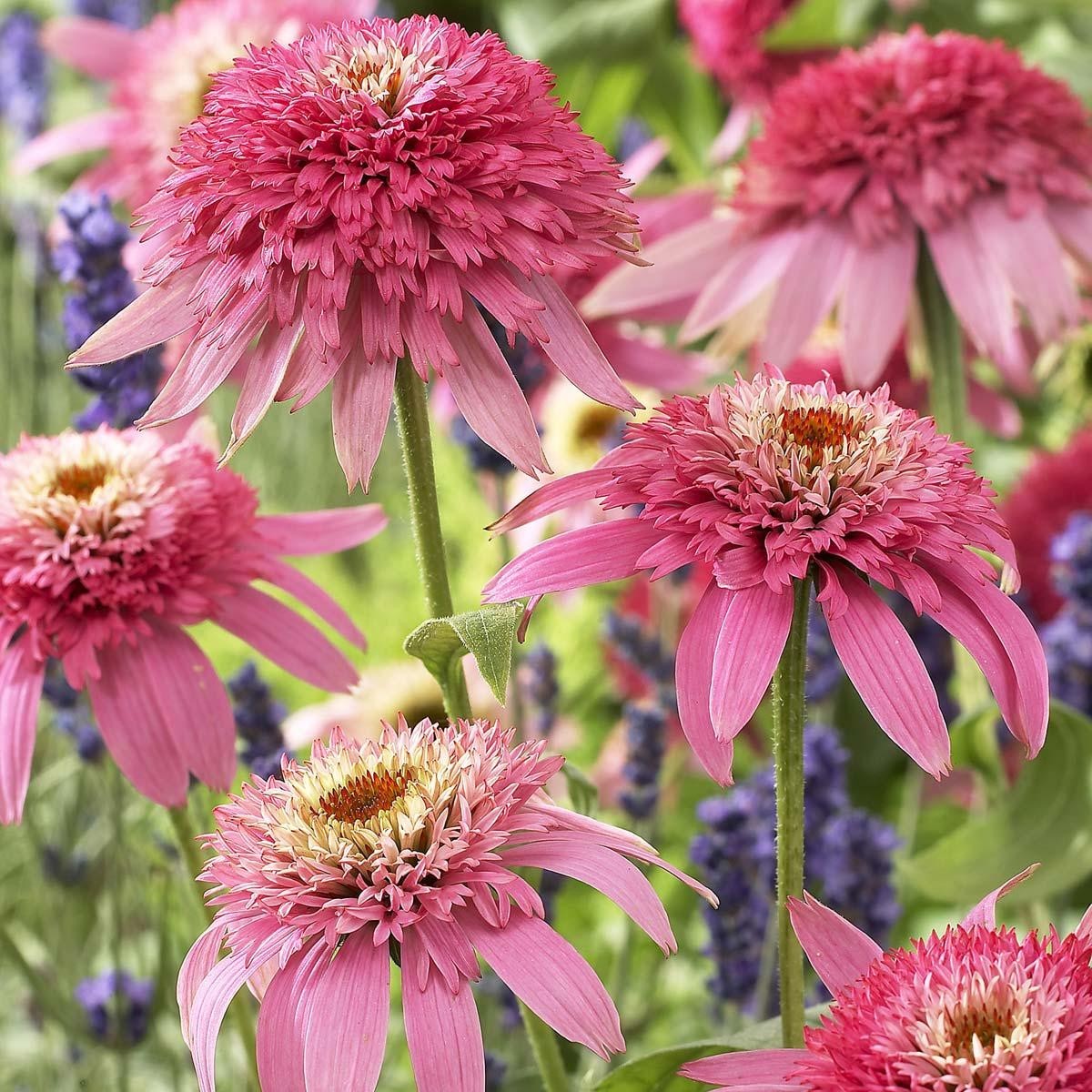 Rare Echinacea: A Delightful Long-lived Coneflower for Pollinators