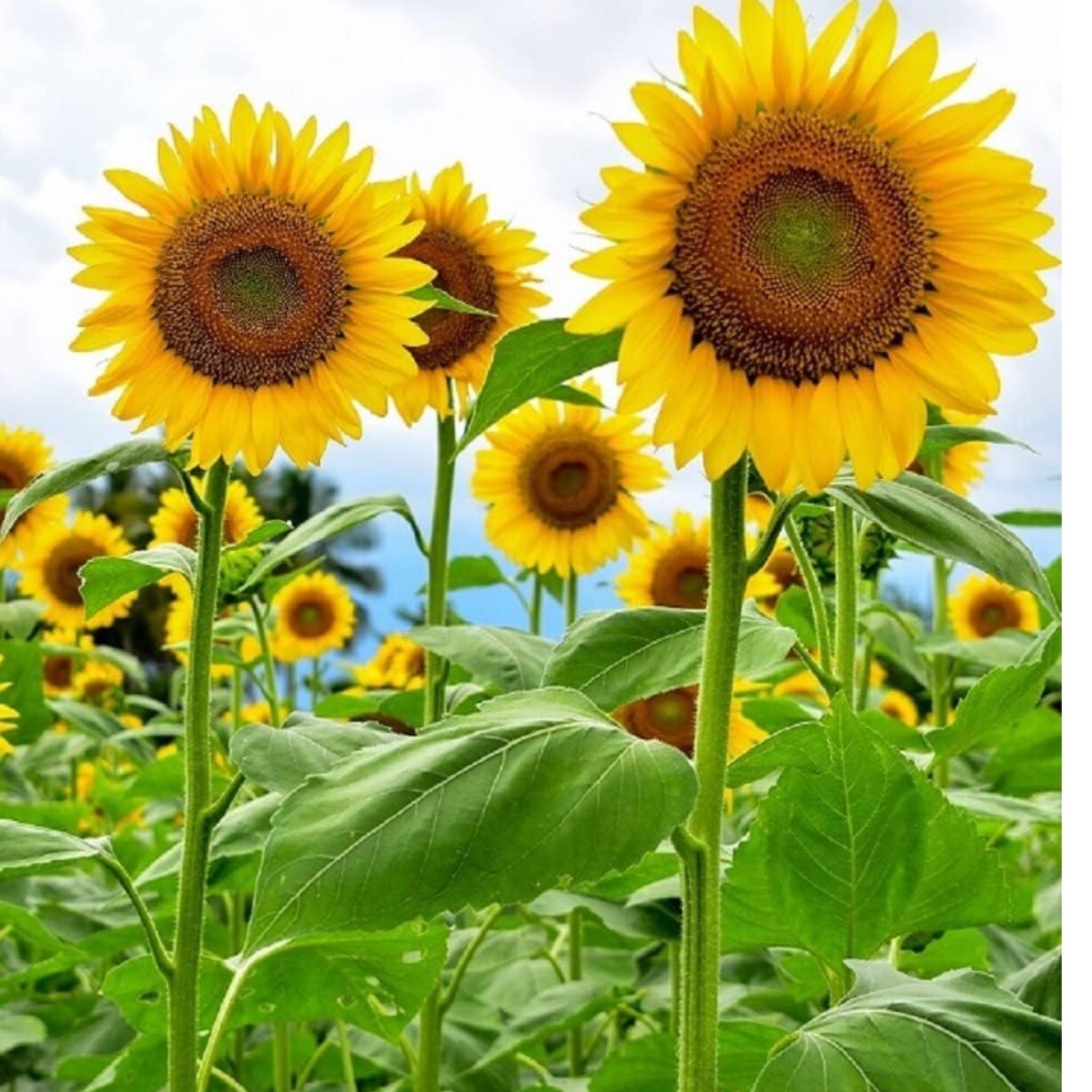Mammoth Grey Striped Sunflower, 20+ Seeds. Heirloom~Non-GMO~USA. Huge flower.
