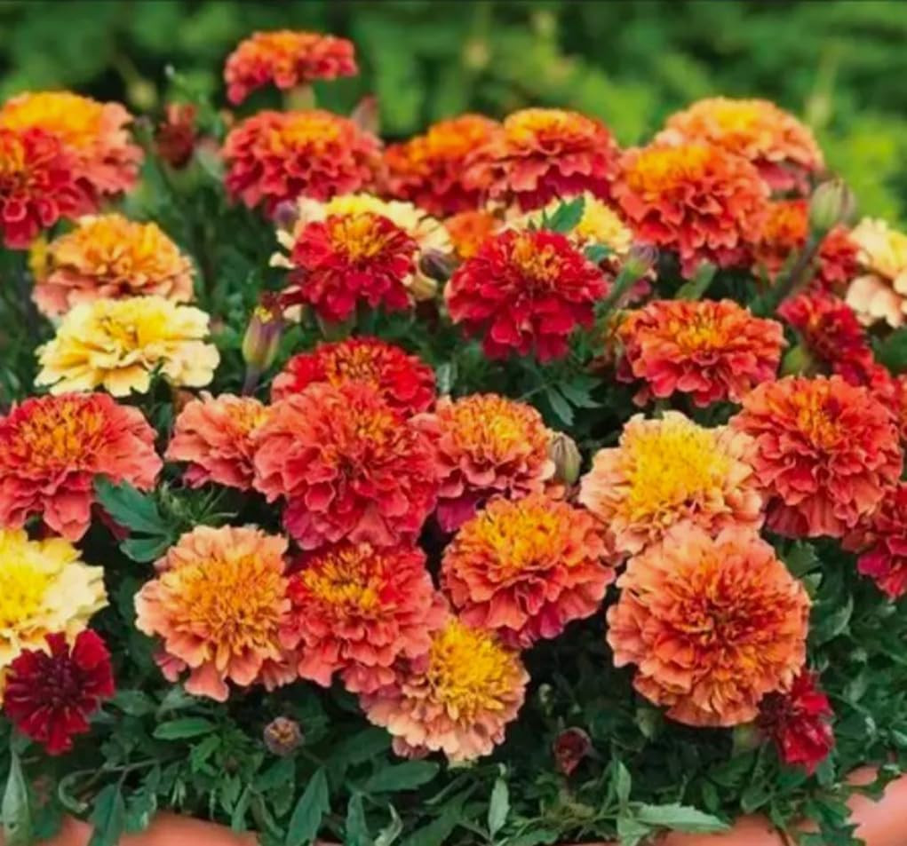 100PCS French Marigold Strawberry Blonde Seeds Tagetes Patula Heirloom Flower Se