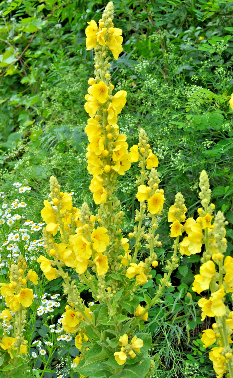 Mullein Olympicum 500 seeds, hardy 6-10′ tall, yellow flowers, Verbascum