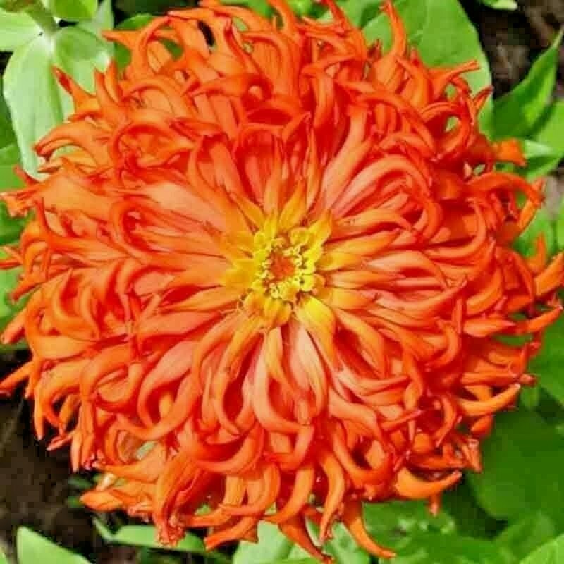 200+ ZINNIA SEEDS CACTUS FLOWER SPRING MIX HEAT DROUGHT TOLERANT BLOOMS BEES USA