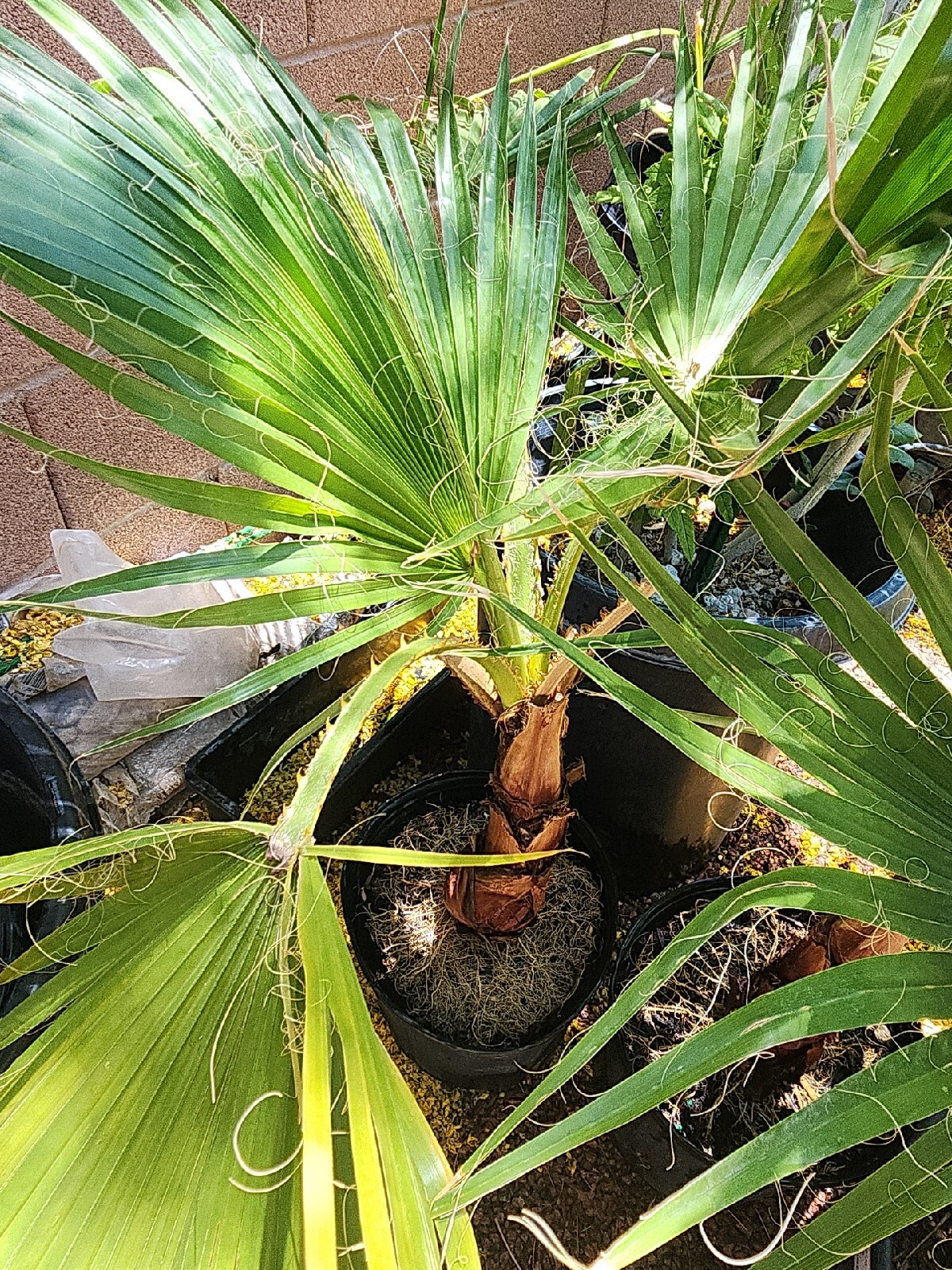 (1) 4 YEAR OLD – WASHINGTON ROBUSTA, MEXICAN FAN PALM TREE SEEDLING / SAPLINGS