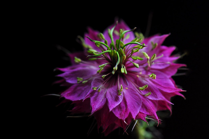 Nigella Damascena – Miss Jeckyll Double Mixed seed