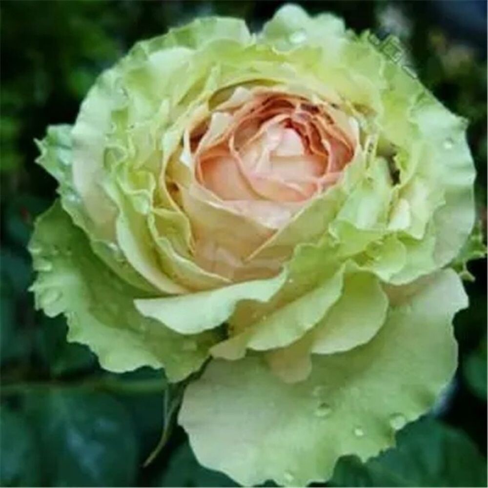 20 SEEDS for Green/brown RARE Rose hybrid flower Bush exotic plant USA Seller