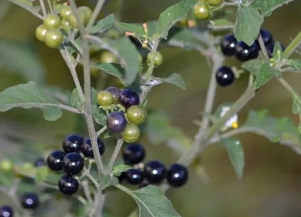 100+PCS Fresh Premium Hierba Mora Macuy Organic(Nightshade) Solanum nigrum Seeds