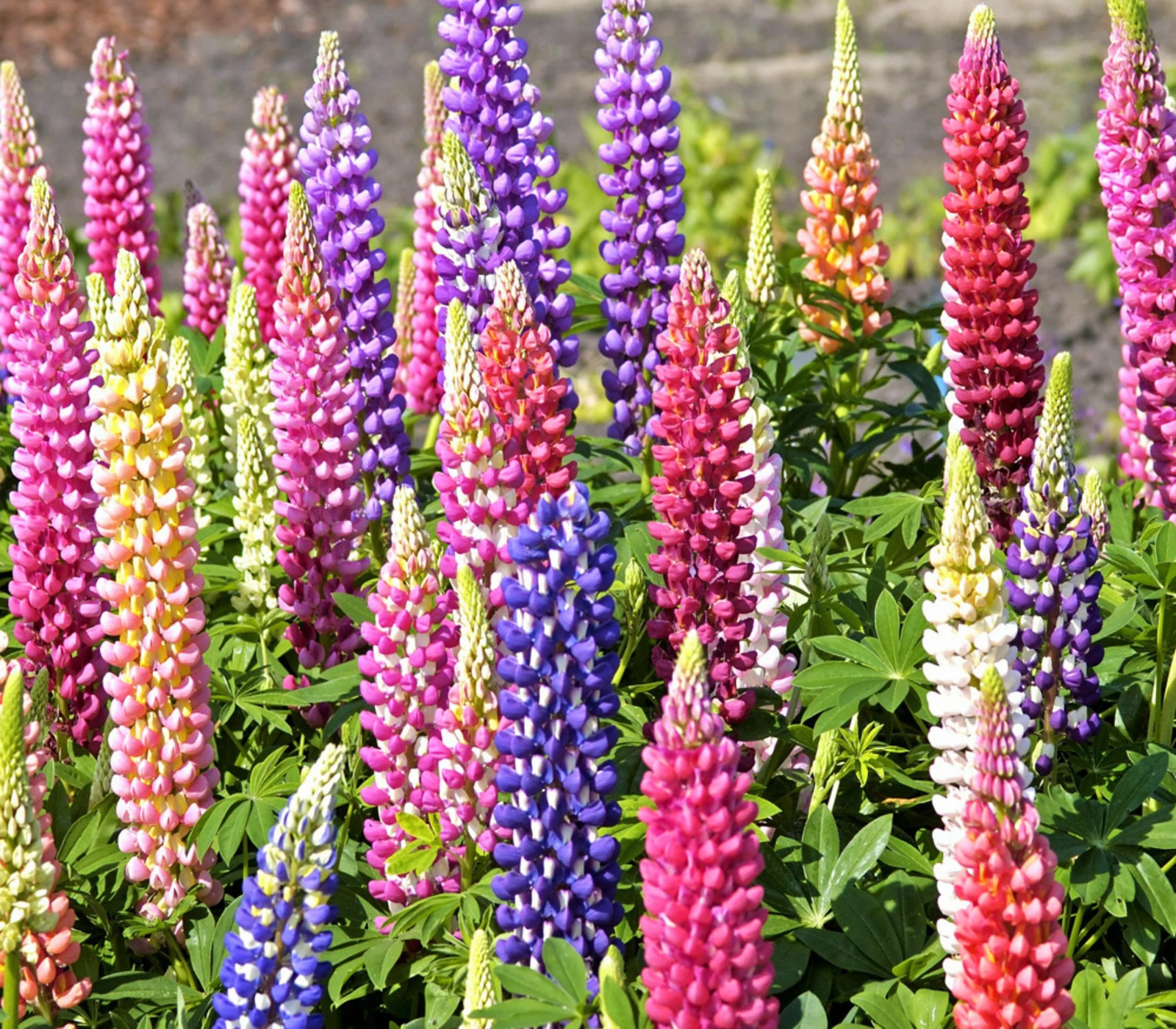 Russell Mix Lupine Seeds | Rainbow Lupin Bluebonnet Perennial Flower Seed 2024