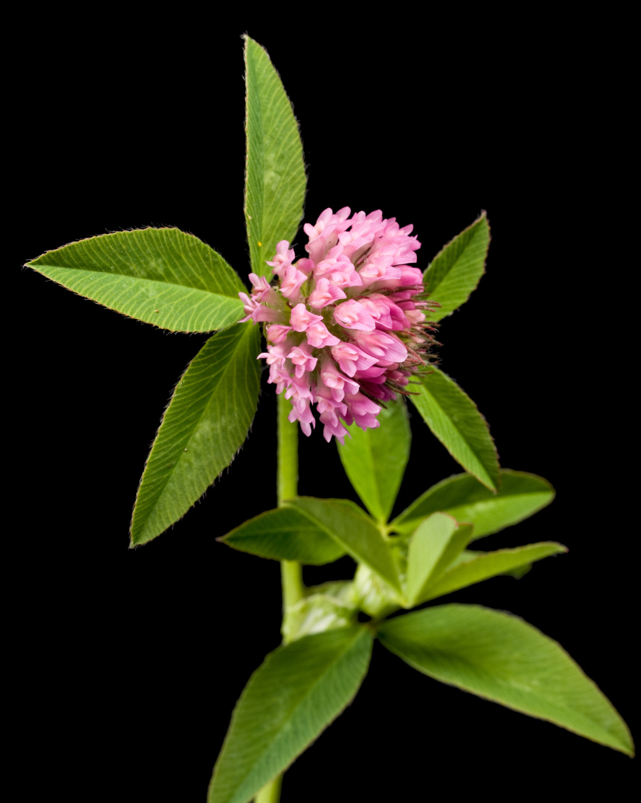 Q Clover Medium Red Clover | 2-4D Resistant Non-GMO Seed for Food Plots 1 ac