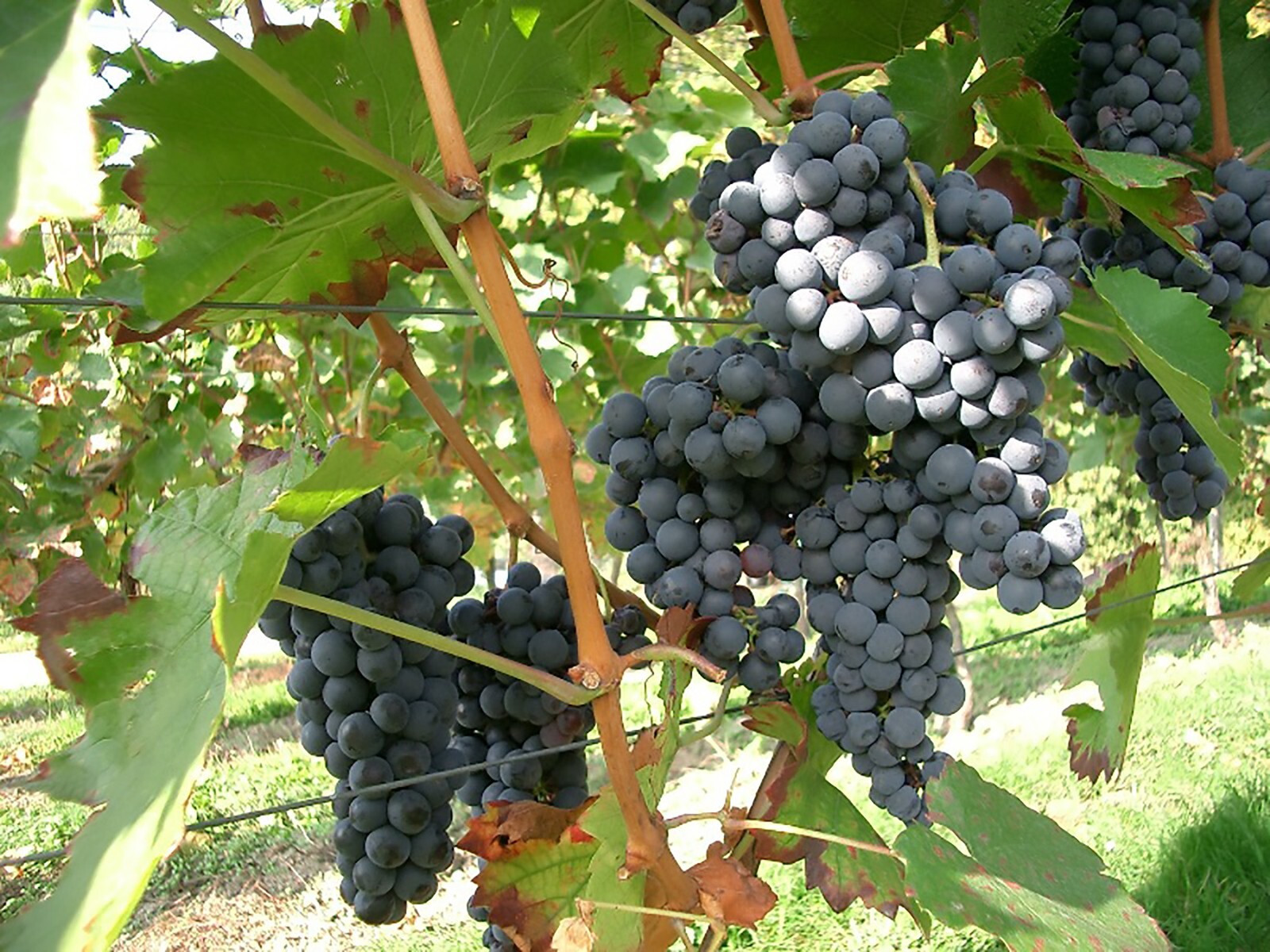 Wine Grape, Vitis vinifera, Vine Seeds