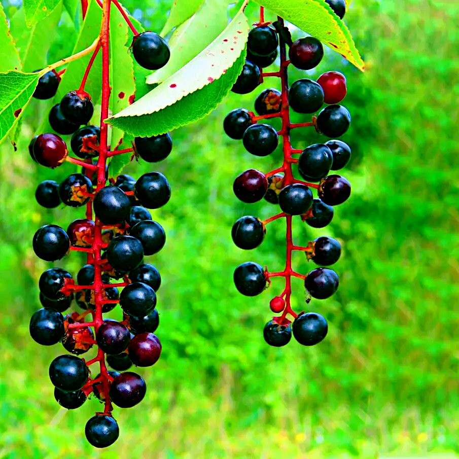 Black Cherry Tree Seeds (Prunus serotina) Hardy-3 Fast, Fall Color Flower Plant