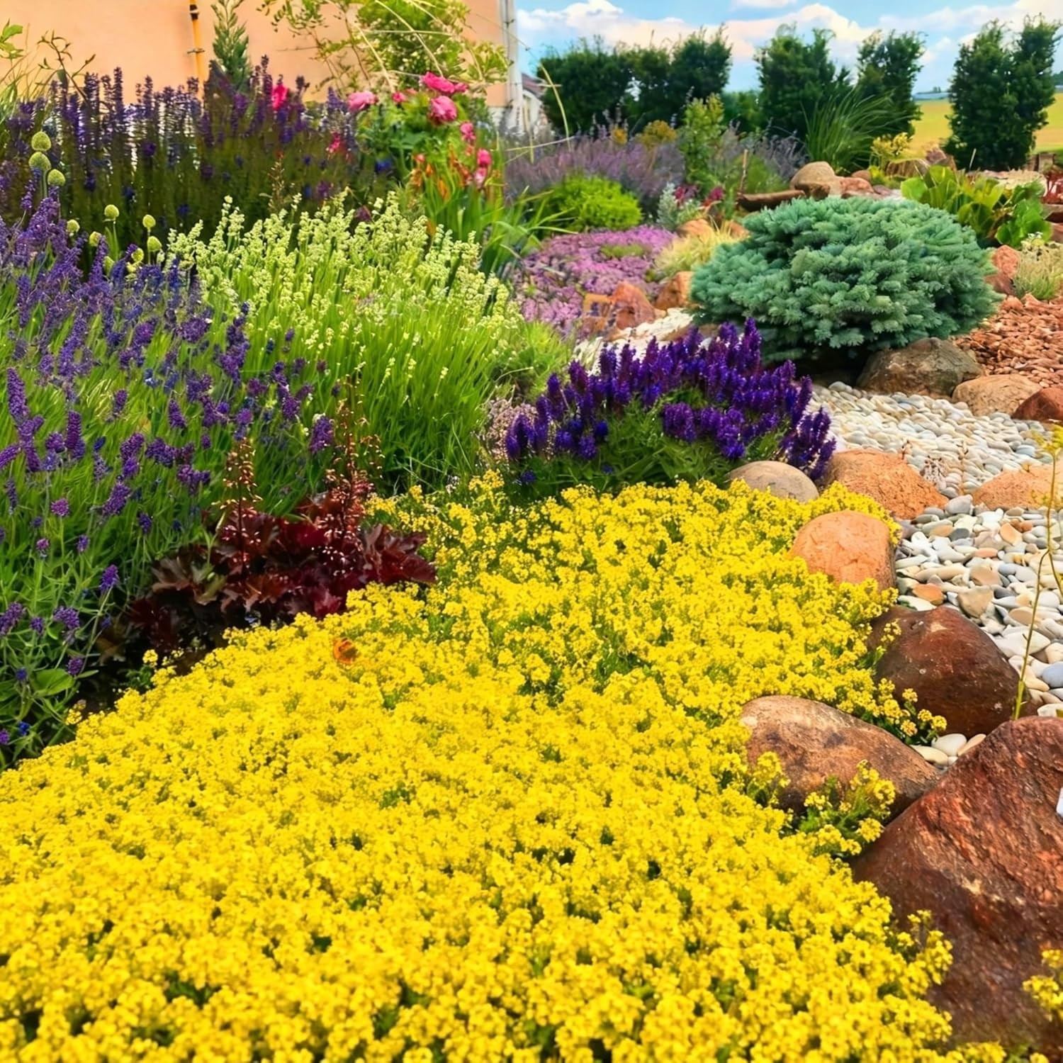 20000+ Bright Yellow Creeping Thyme Seeds Ground Cover-Low Maintenance Perenn