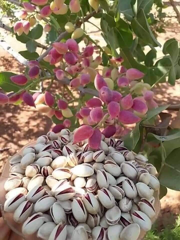 5 Pistachio Nut Tree Seeds for Planting – Pistacia Vera