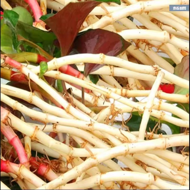 Fish Mint, Houttuynia Cordata, Chameleon Plant – 100+ Seeds 2025 – USA