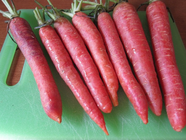 135 SEEDS – carrot – ATOMIC RED – GroCo* USA – BUY ANY 15 – SHIPS FREE!!!!
