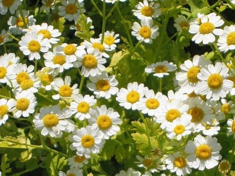 50+ Seeds| | Feverfew Chrysanthemum #M002