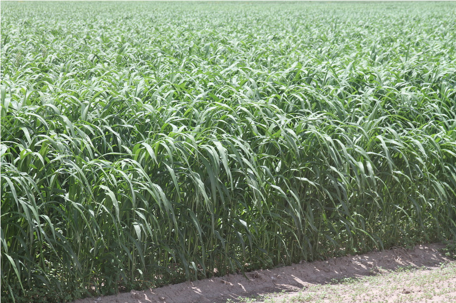 Super Sugar Sorghum-SundanGrass Hybrid Seed 50 lbs
