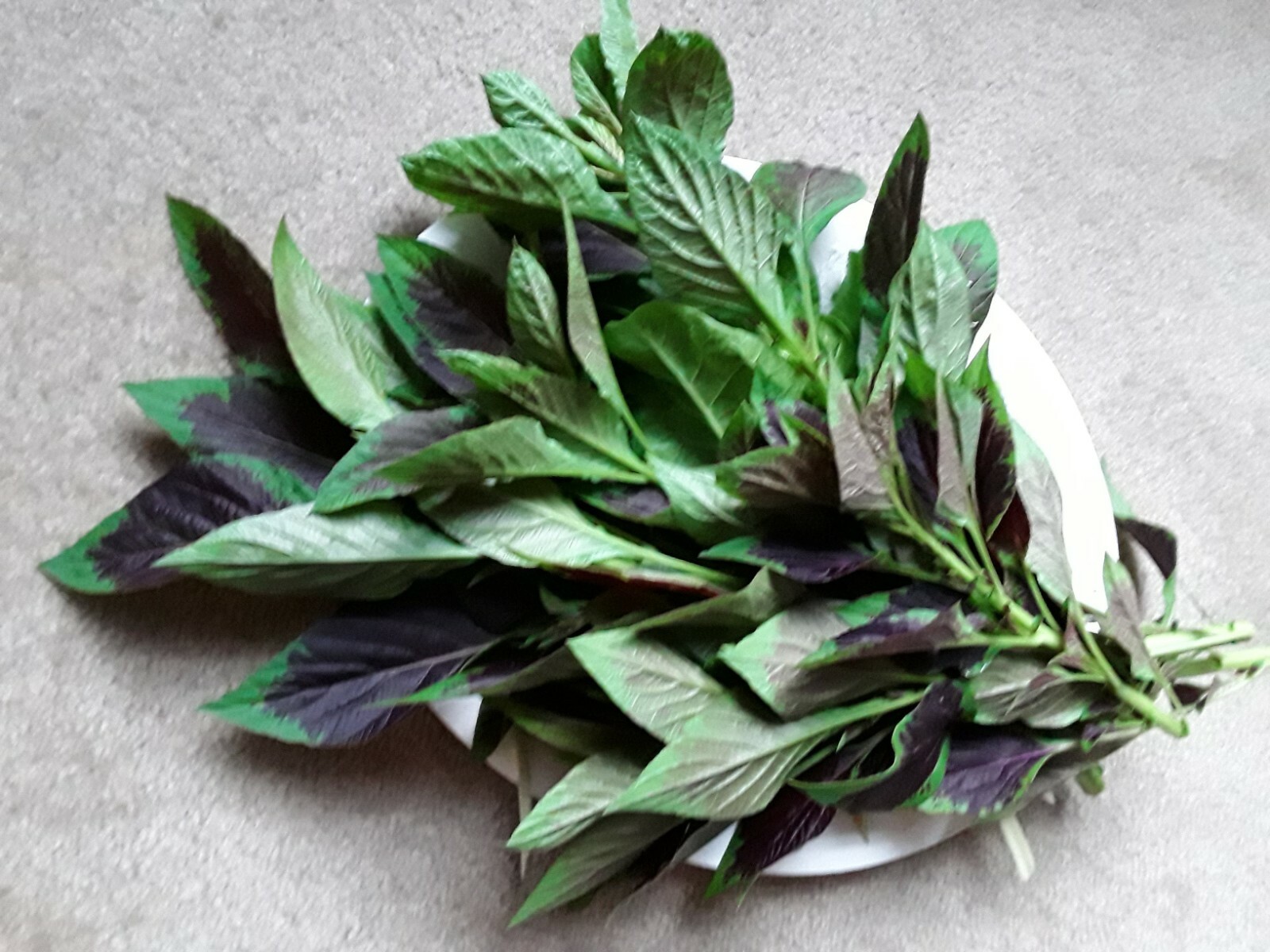 200 Celosia Argentea, Lagos spinach Shoko Yokoto Flamingo Feathers seeds Edible