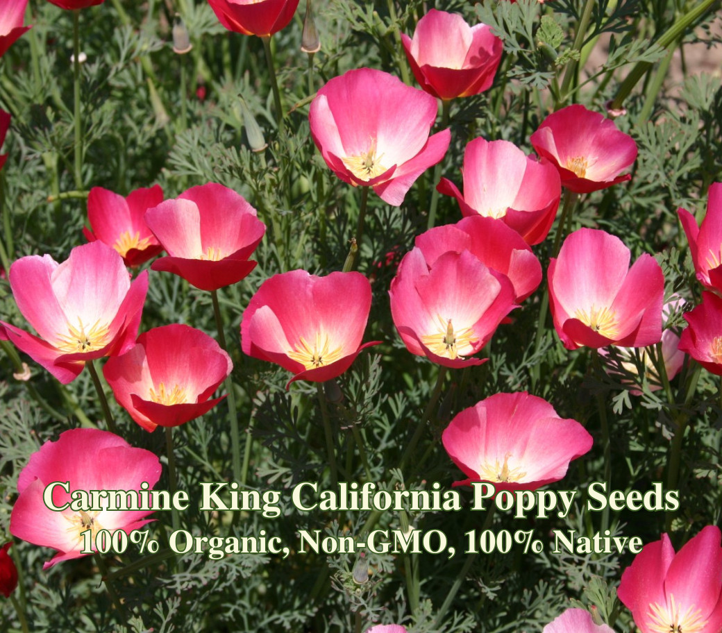 Carmine King California Poppy Seed California Native Eschscholzia Wildflower