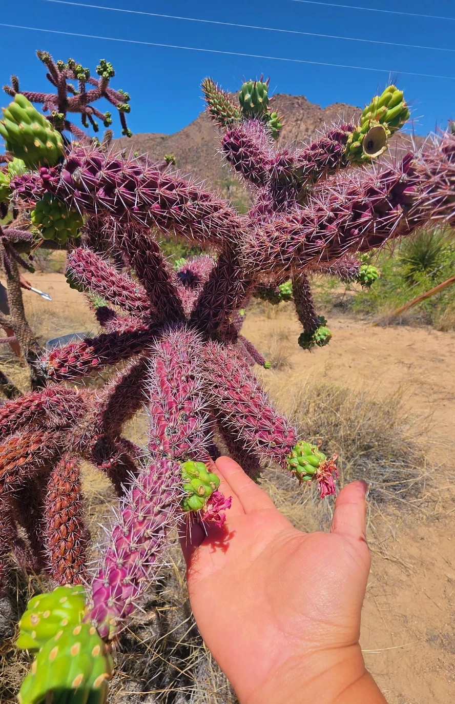 2 Cutting New! Rare Red-Purple Cholla Cactus- Silver Spines – staghorn cholla