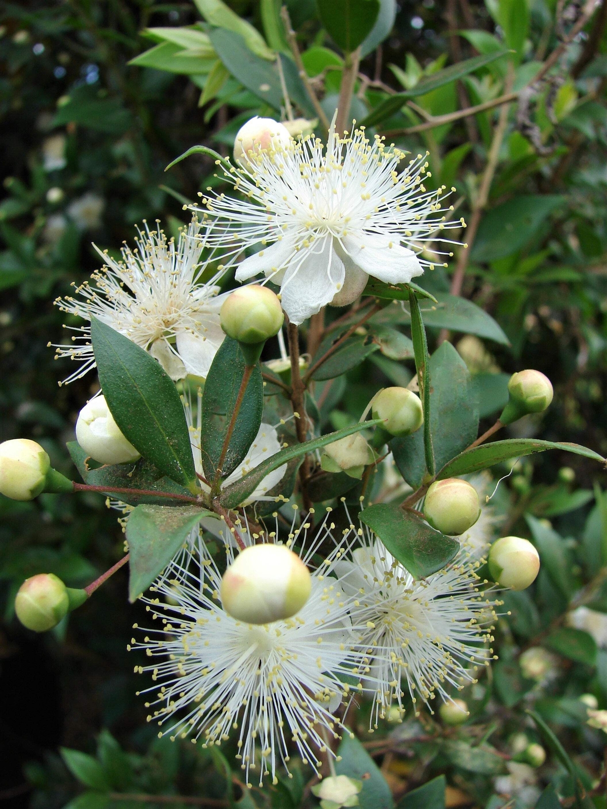 20 TRUE MYRTLE Myrtus Communis White Flower Edible Blue Berry Fruit Shrub Seeds