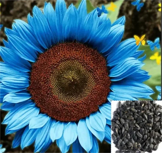 50pcs Midnight Oil Blue Sunflower Seeds Rare Bonsai Black Hybrid for Your Garden