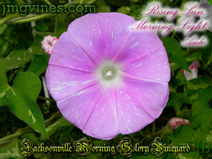 Rising Sun, Morning Light / Asahi Japanese Morning Glory 6 Seeds