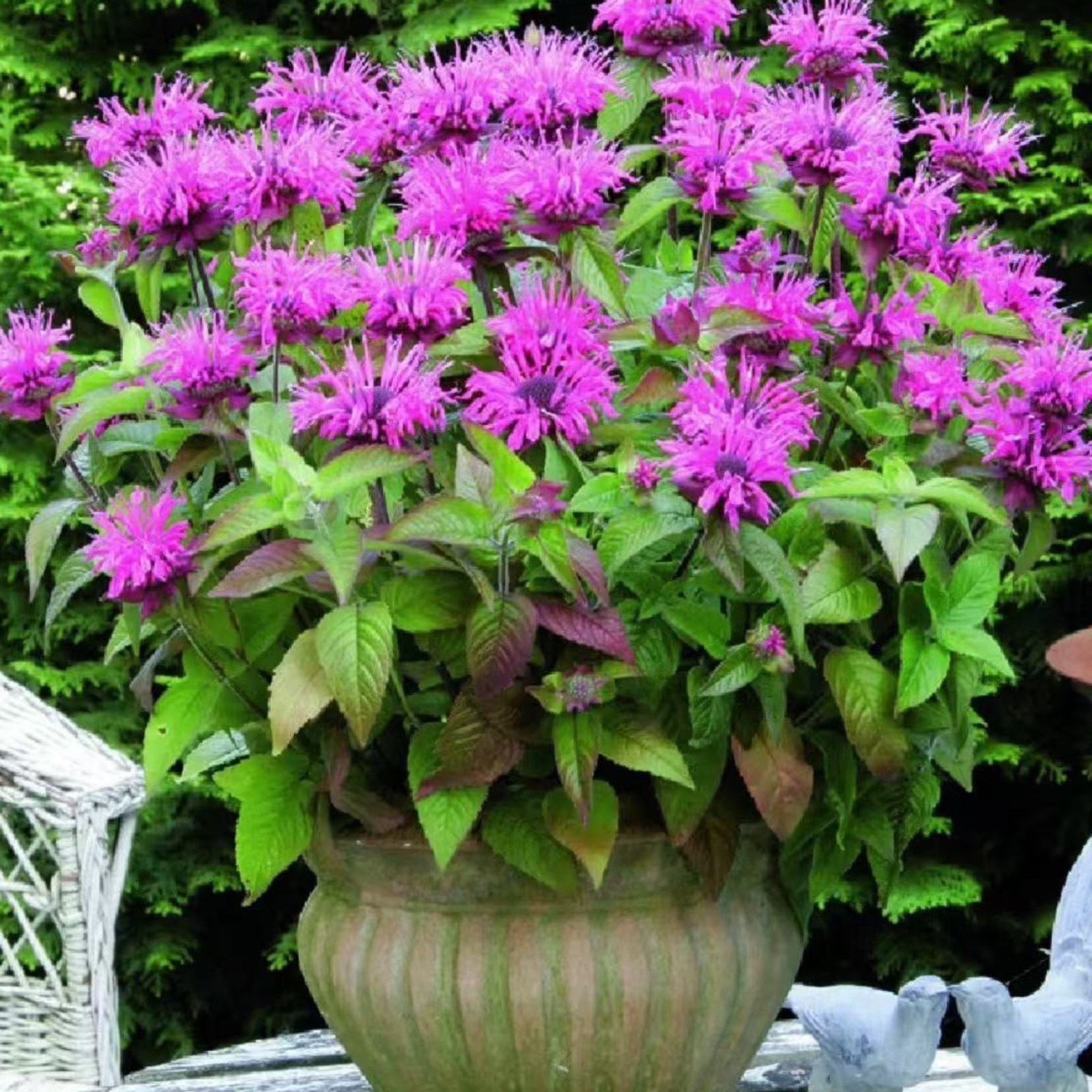 1000 Purple Bee Balm Seeds Monarda – Perennial Flower for Pollinators Zones 4–9
