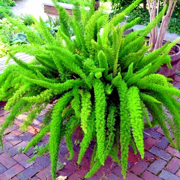 100 ASPARAGUS FOXTAIL FERN Seeds Myers Houseplant Tropical Flower Garden RARE!