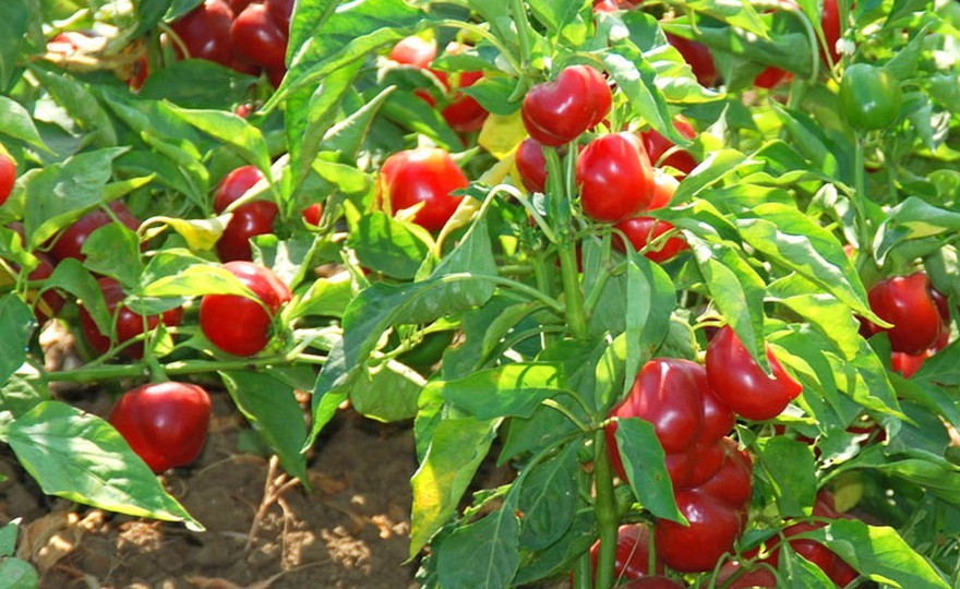 Red Cherry Hot Pepper Seeds, Cherry Bombs, Pimenta, NON-GMO, Heirloom, FREE SHIP