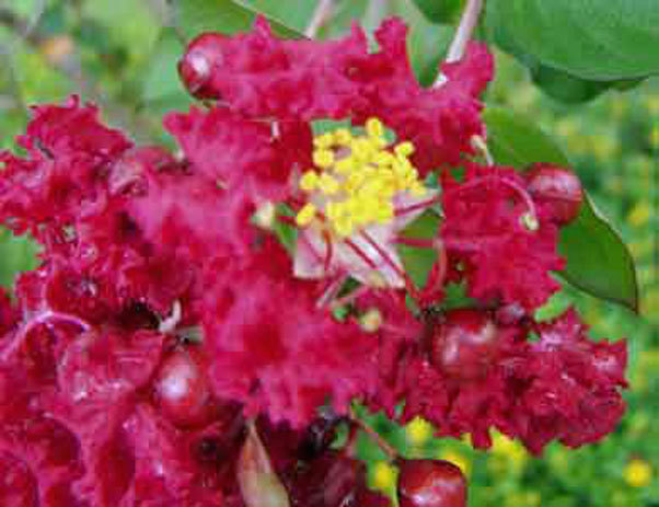 Crape Myrtle | Dynamite Red | 10 seeds