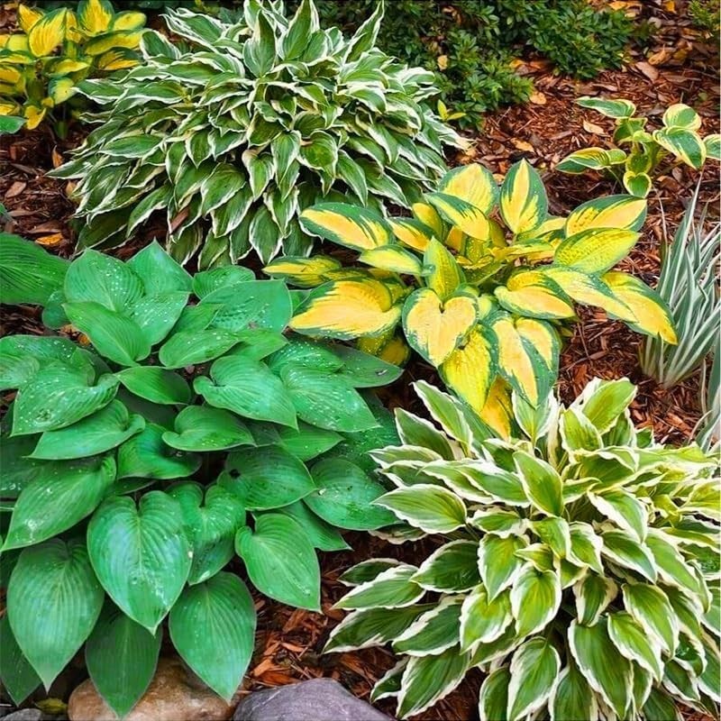 185+ Mixed Color Hosta Seeds for Planting Outdoors- Shade/Cold Tolerant Perennia