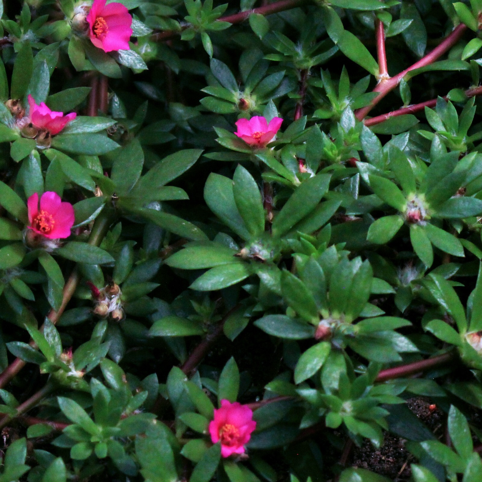 Pink moss rose paraguayan purslane ground cover – Portulaca amilis – 100+ seeds