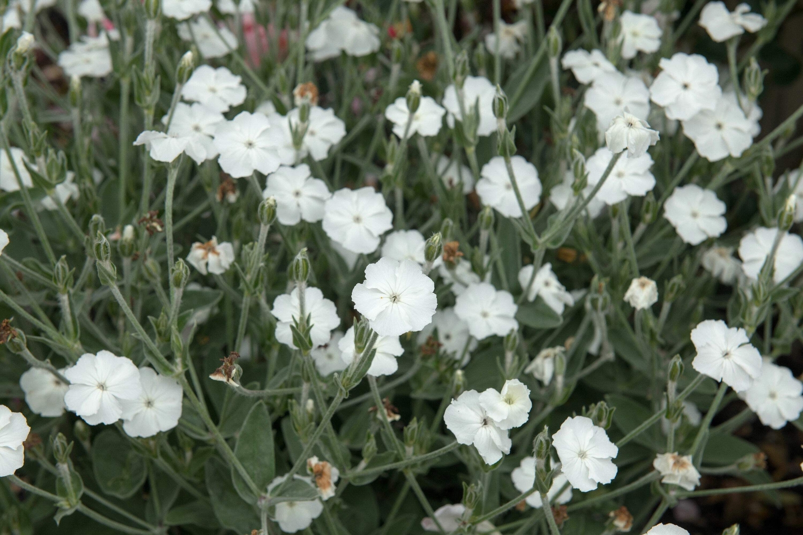50 WHITE LYCHNIS Coronaria Alba Rose Campion Silene Flower Seeds
