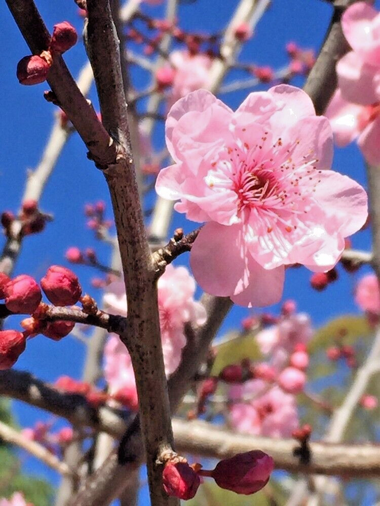 Japanese Cherry Tree PB | Premium Seeds | Prunus serrulata ‘Fall’ | Plants’®