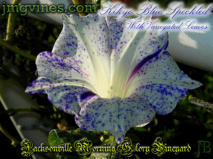 Kikyo Blue Speckled Variegated Leaves Japanese Morning Glory 6 Seeds