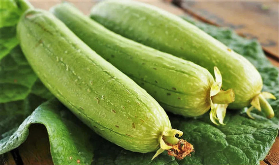 Dok Luffa Seeds | Smooth Sponge Gourd Loofah Snake Melon USA Asian Seed 2024