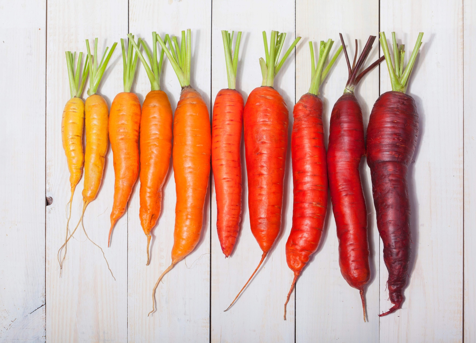 500 RAINBOW CARROT MIX White Red Yellow Purple Orange Daucus Carrota Seeds