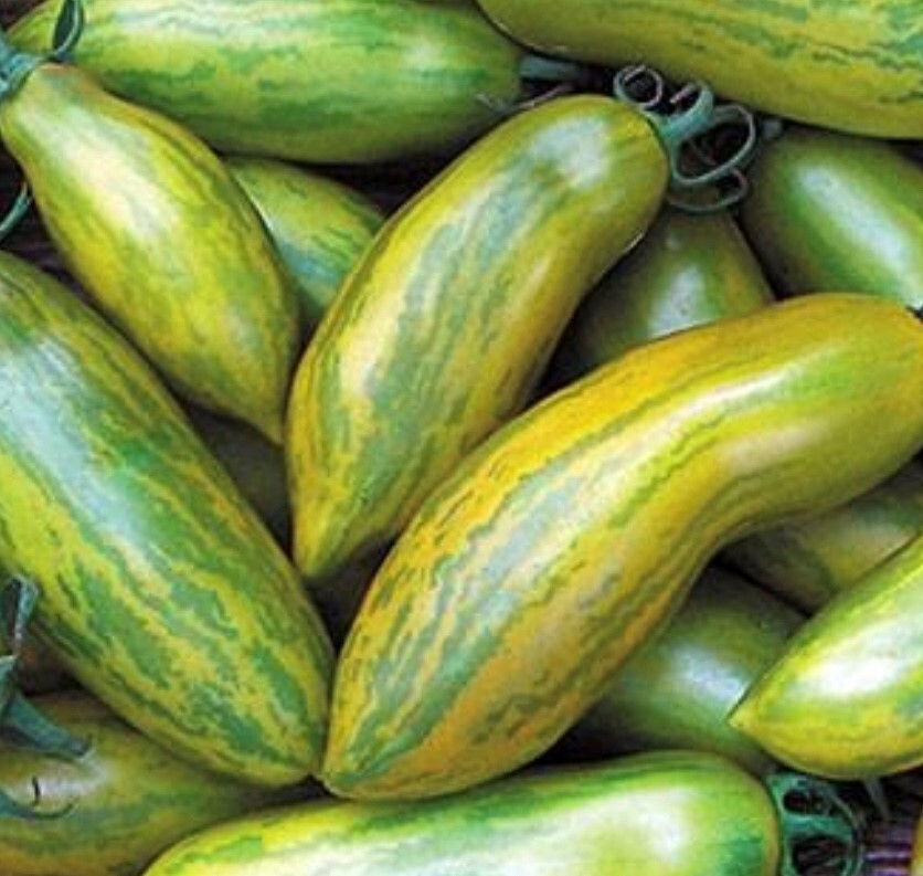 Green Sausage Tomato Seeds | Organic | Rare Variety | Vegetable | Paste
