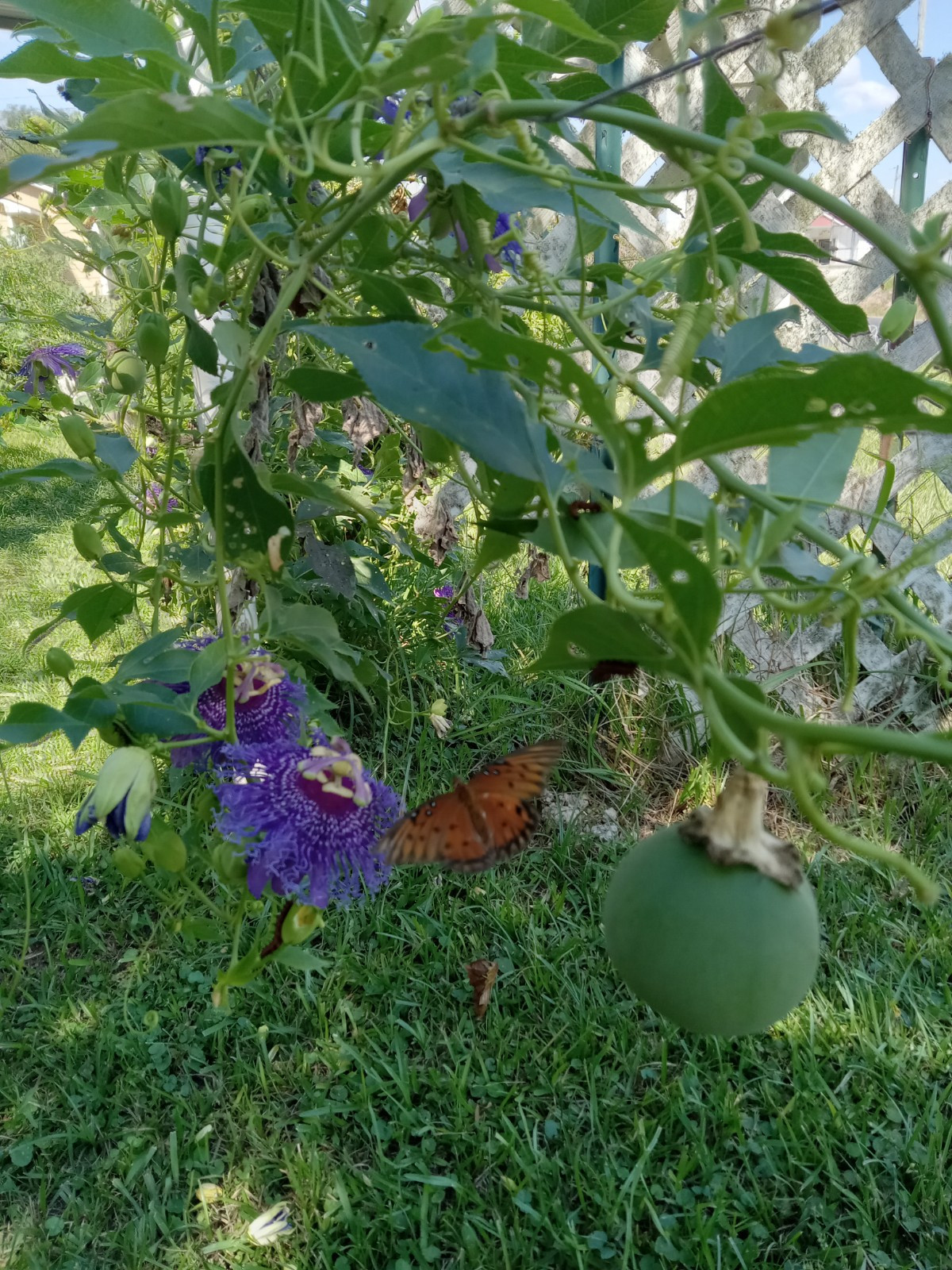 10 Maypop Seeds
