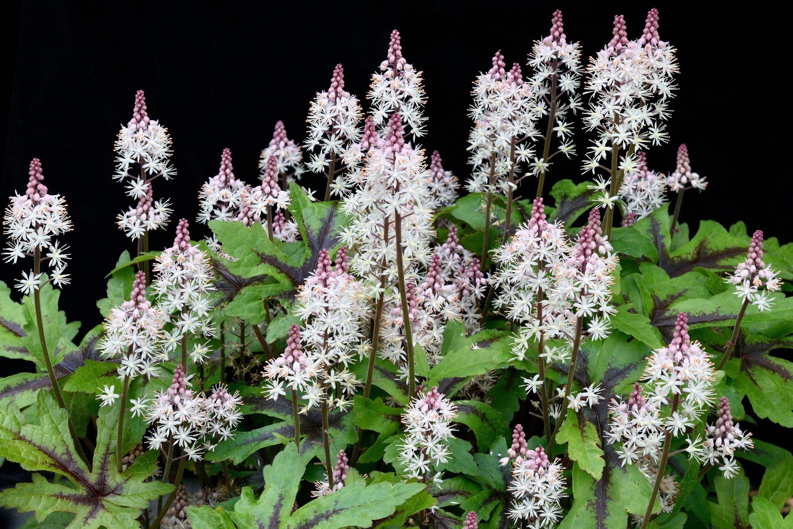 20 HEARTLEAF FOAMFLOWER White & Pink Tiarella Wherryi Coolwort Flower Seeds