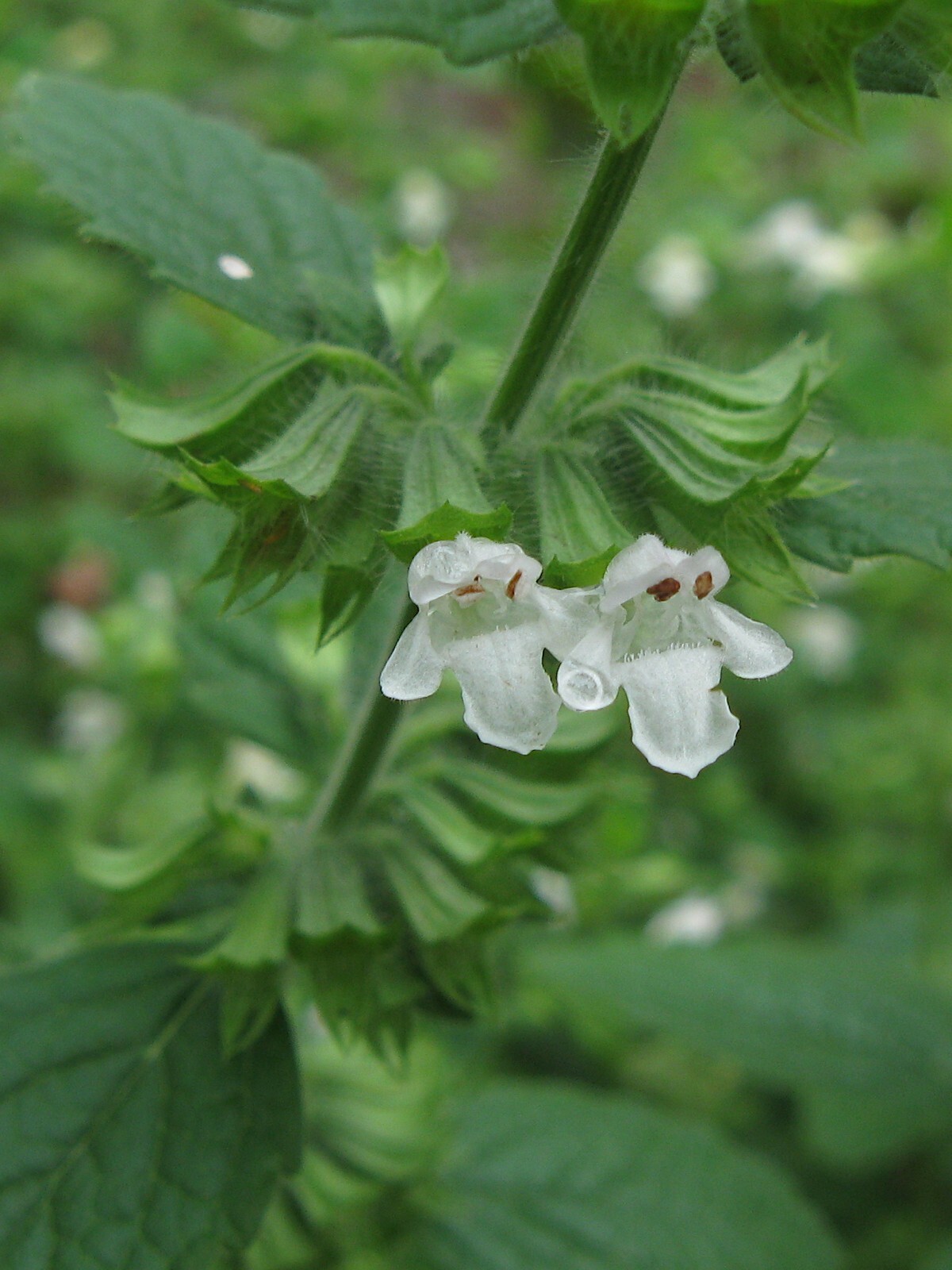 Melissa officinalis 500 Seeds – Lemon Balm