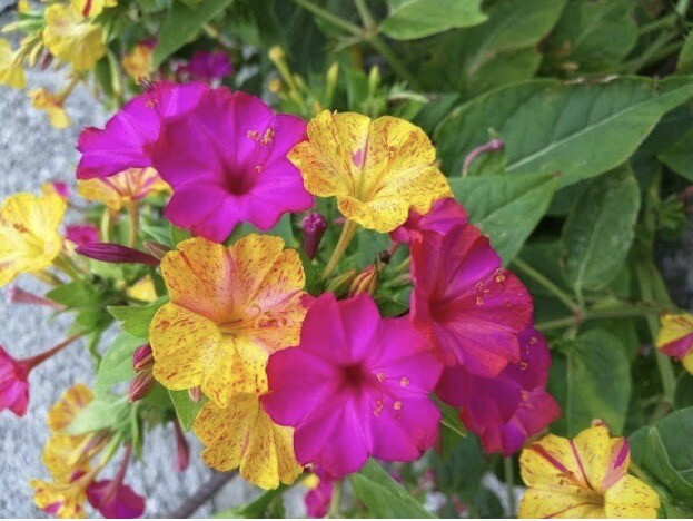 Four O’Clock Marvel Of Peru Annual/Perennial Heirloom 25 Seeds Yellow Pink