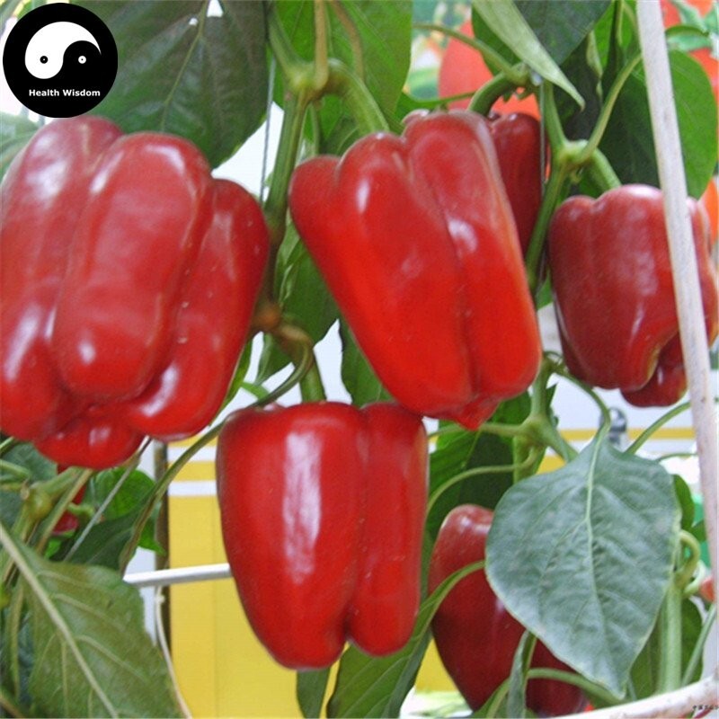 30+ GIANT RED BELL PEPPER SEEDS – SWEET – HEIRLOOM – ORGANIC – NON GMO — FRESH