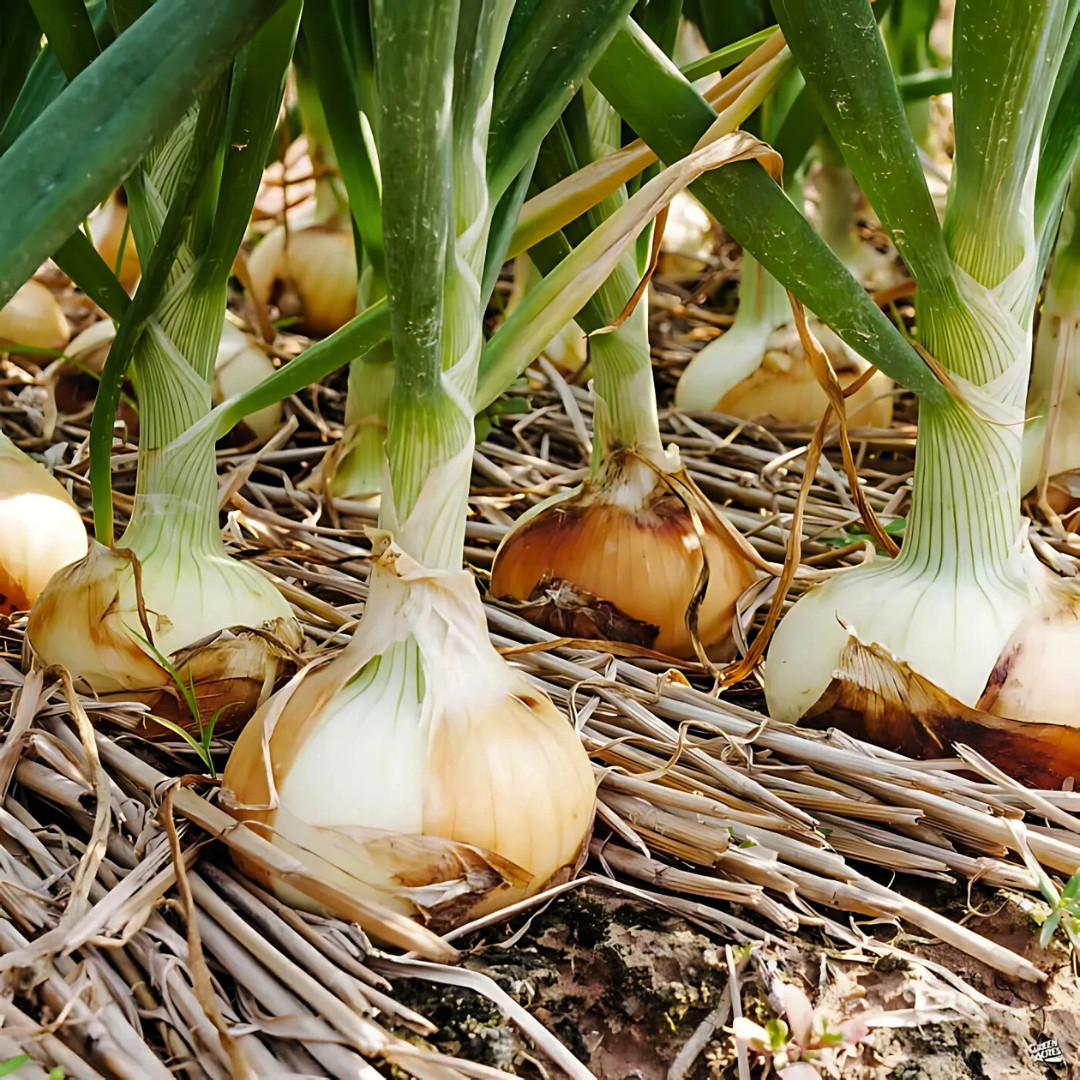 Fresh Walla Walla Onion Seeds | Sweet | Heirloom Non-GMO | Vegetable Seeds