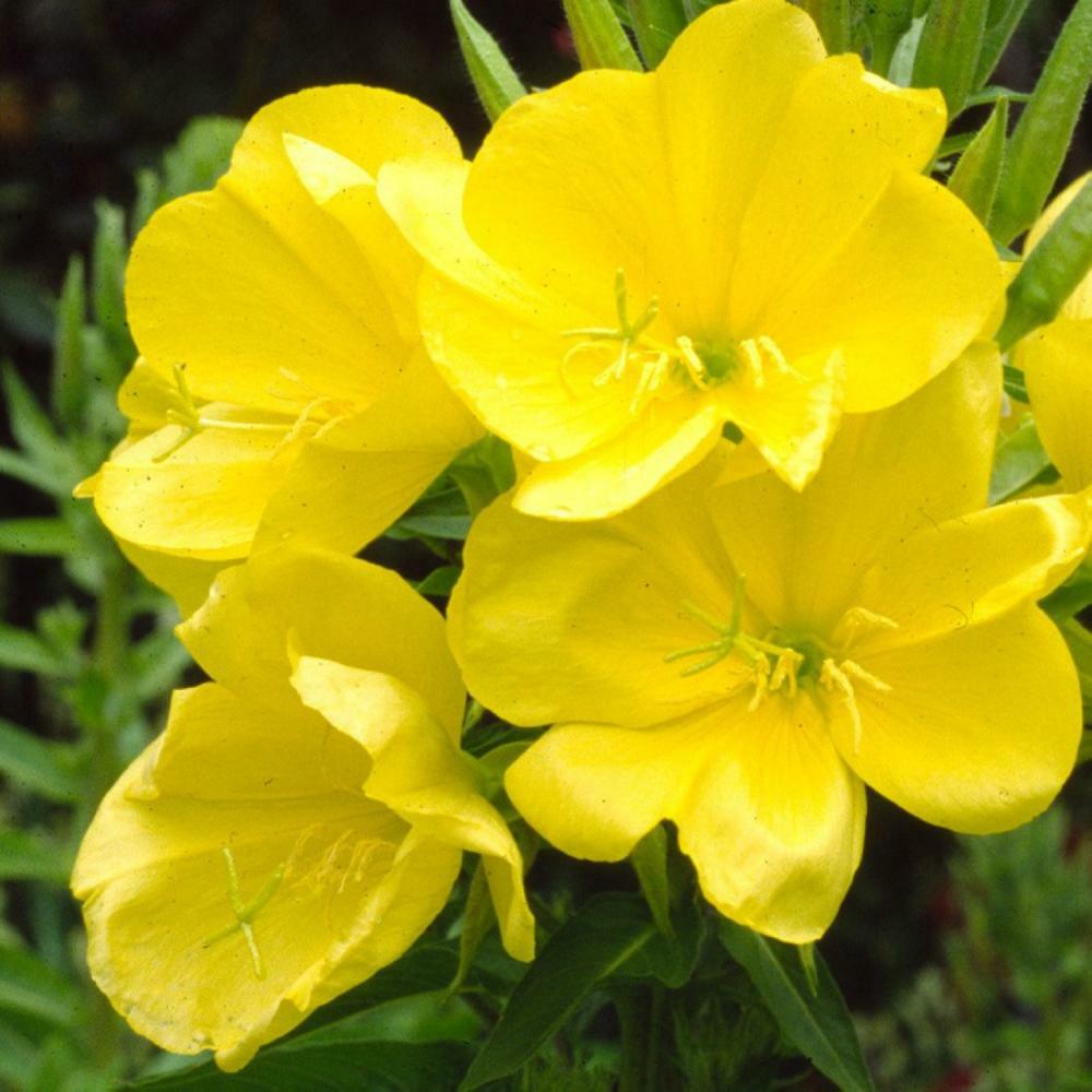 Evening Primrose Seeds, 1.000 seeds. Oenothera Biennis.