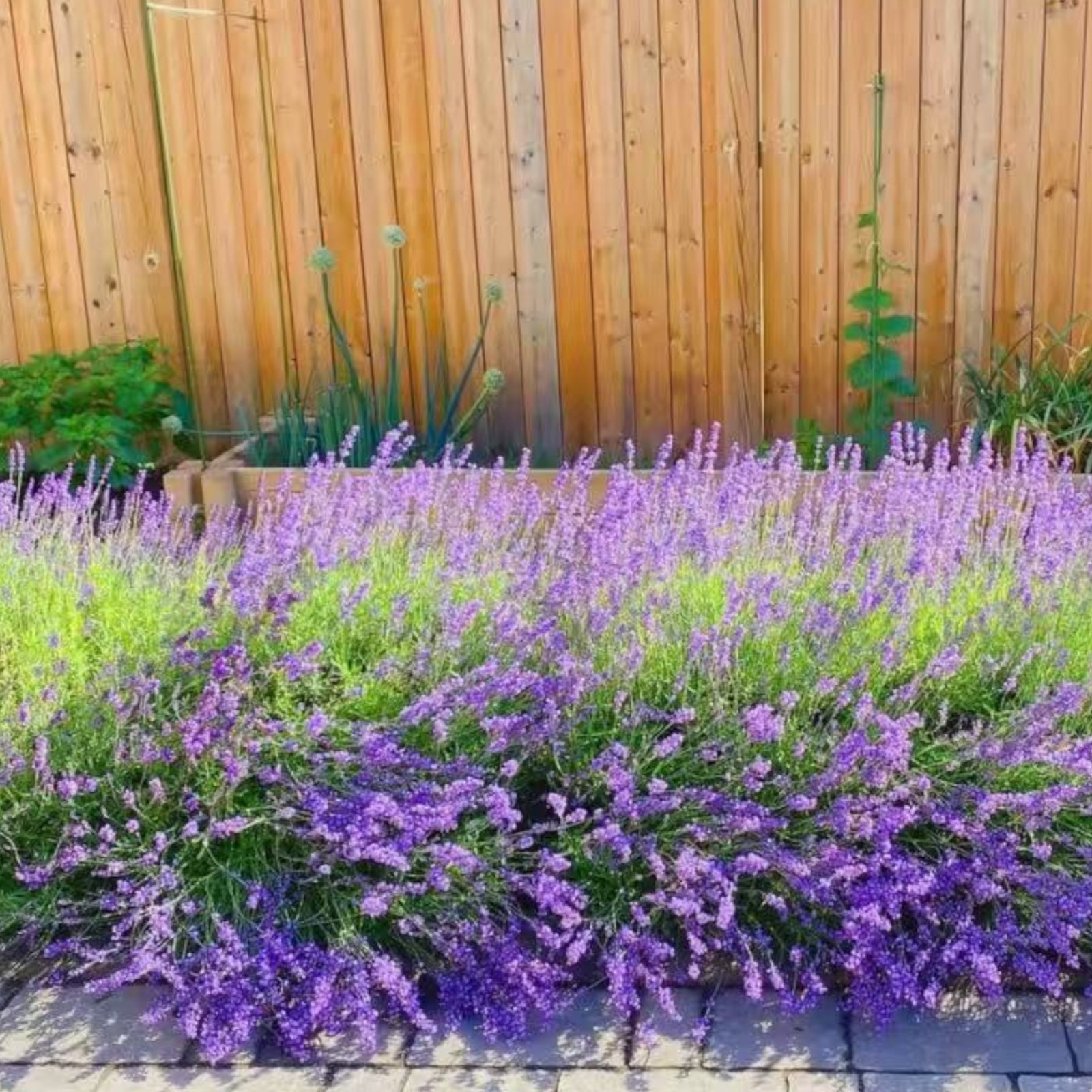 1000 Lavender Seeds – Fragrant Perennial Herb for Gardens Borders Zones 5–9